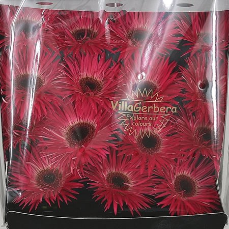 Gerbera Spider Cherry