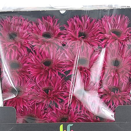 Gerbera Spider Fantasia