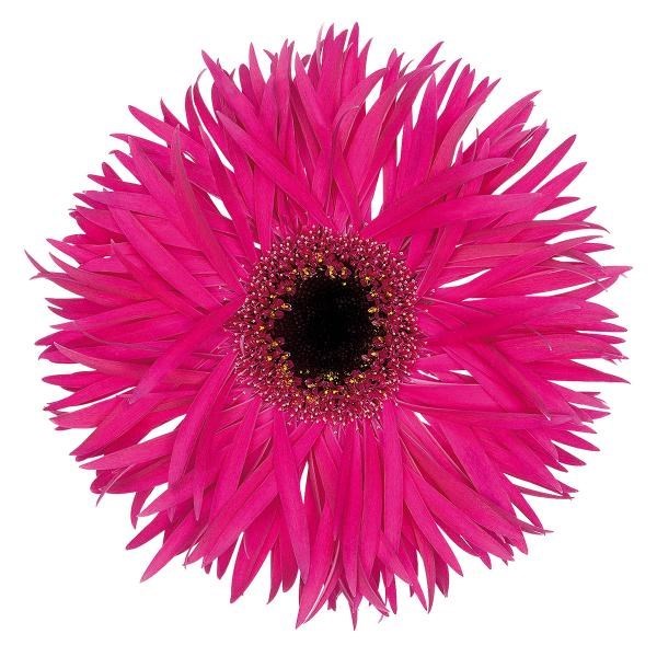 Gerbera Spider Fantasia