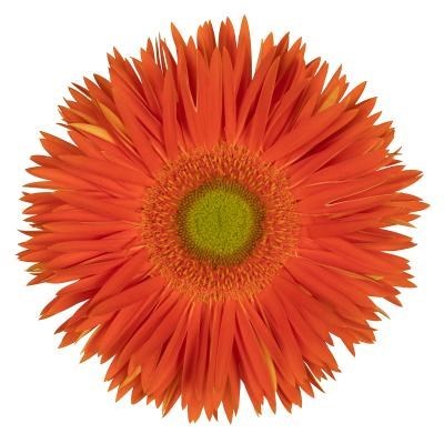 Gerbera Spider Yari