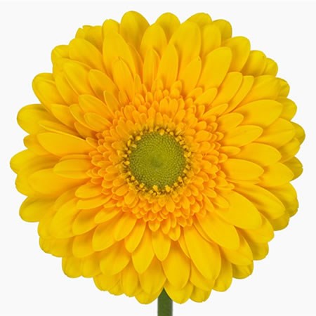 Gerbera Submarine
