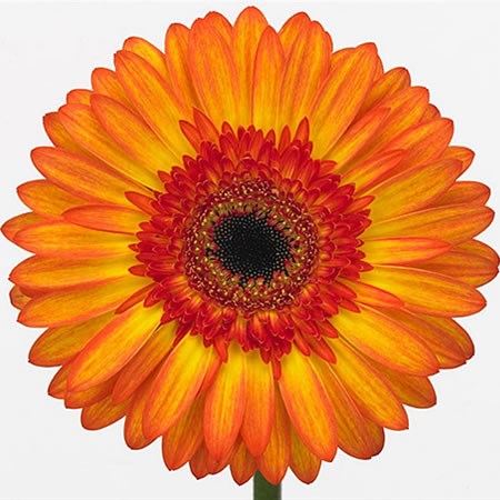 Gerbera Sunspot