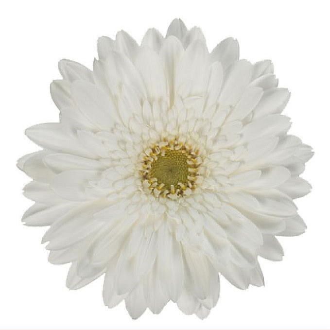 Gerbera Swanlake