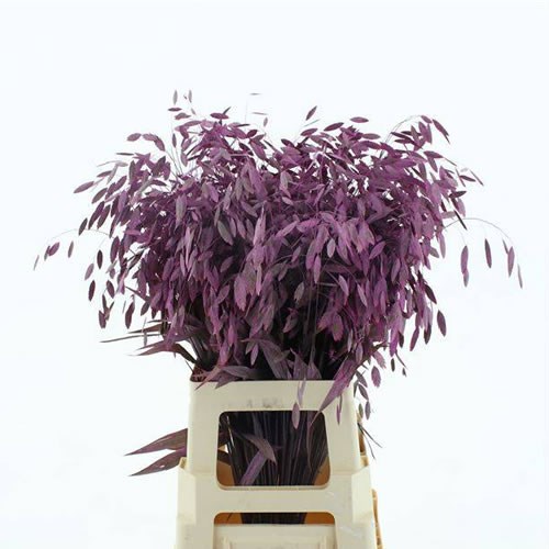 Chasmanthium Dyed Erica