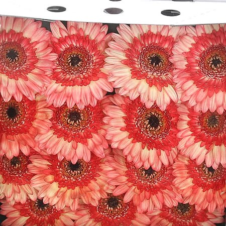 Gerbera Take Two