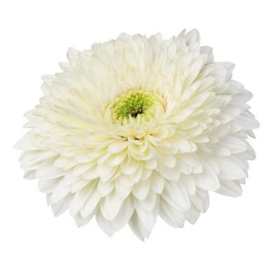 Gerbera Terra Moonkick