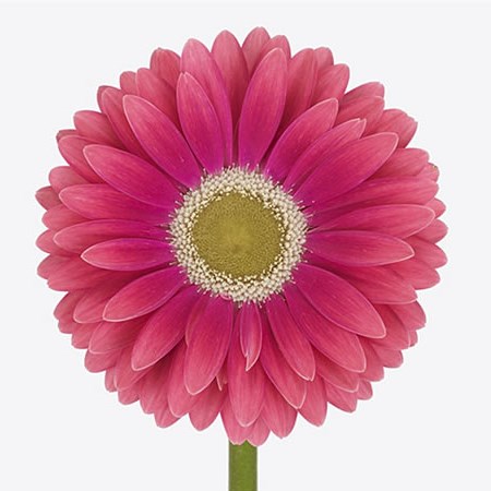 Gerbera Unique