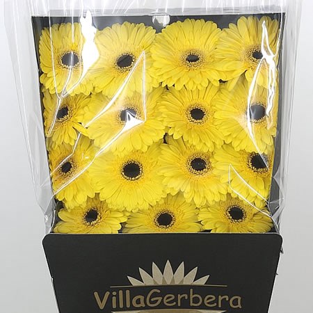 Gerbera Wake-up