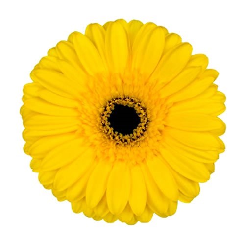 Gerbera Westeros