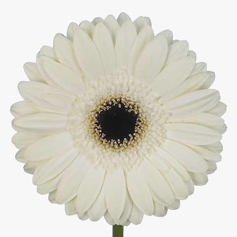 GERBERA WHITE HOUSE