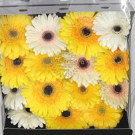 Gerbera Yellow Mix