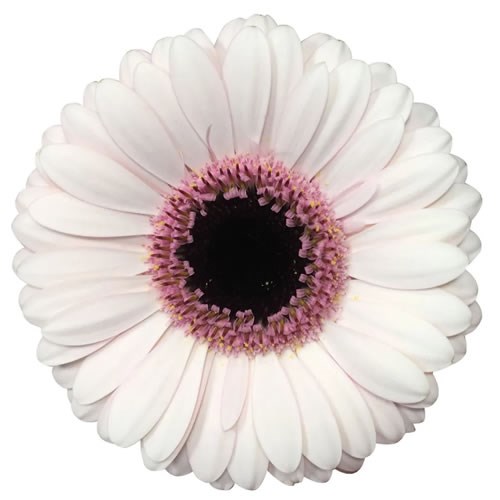 Germini Abby Lou (Bunched)