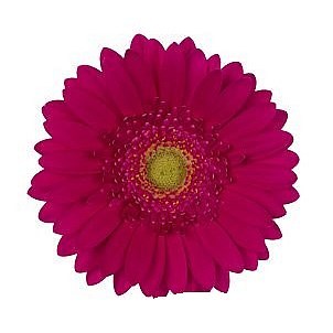 GERMINI MAX | Wholesale Dutch Flowers & Florist Supplies UK