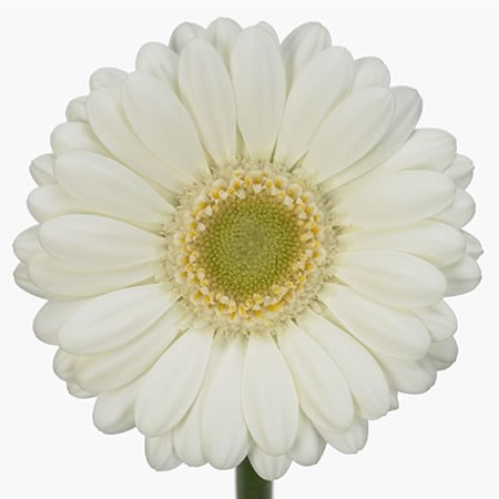 Germini Albino (Secure Packed)