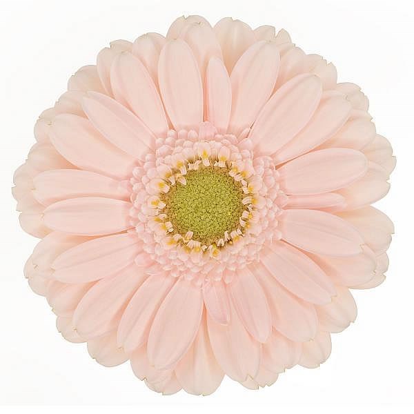 Germini Alix Noor (Secure Boxed)
