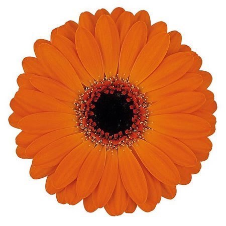 Germini Allure (Bunched)
