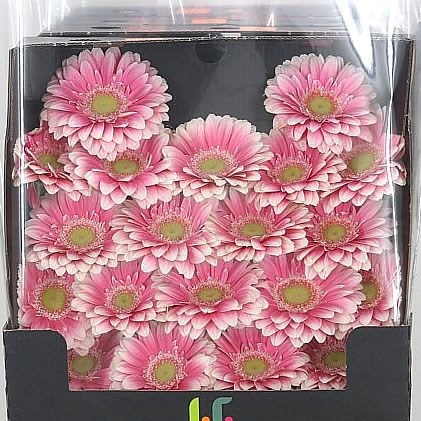 Germini Anika (Secure Boxed)
