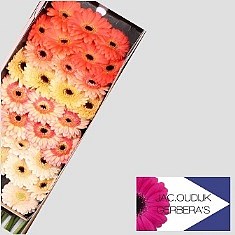 Germini Apricot Mix (Secure Boxed)