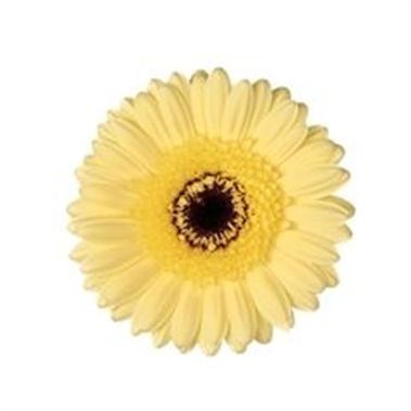 Germini Aspy (Secure Boxed)