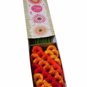 Germini Autumn Mix (Secure Boxed)