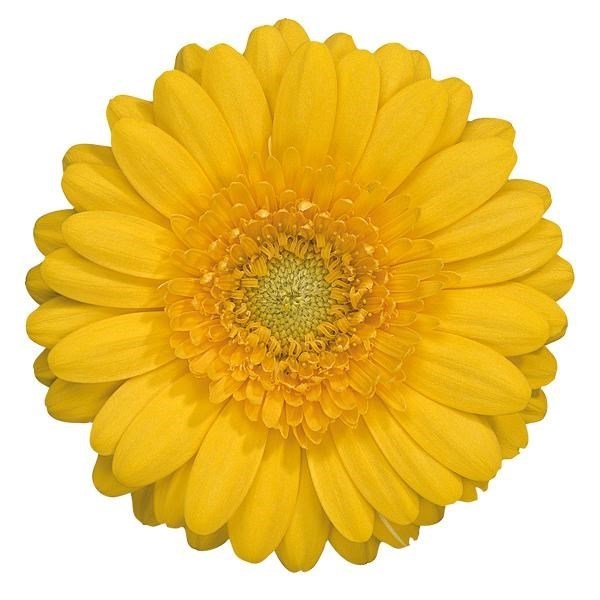 Germini Banana (Bunched)