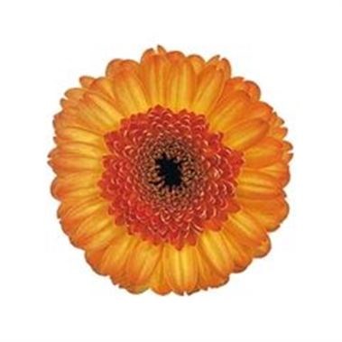 Germini Bandola (Secure Boxed)
