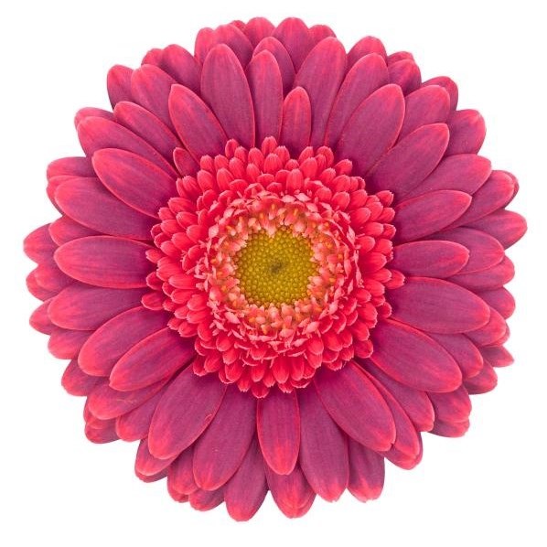 Germini Bizar (Bunched)