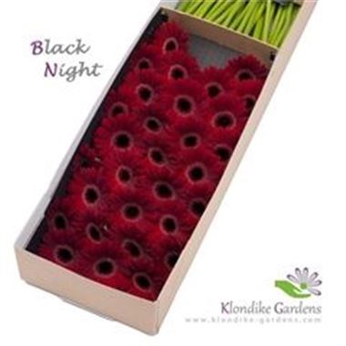 Germini Black Night (Secure Boxed)