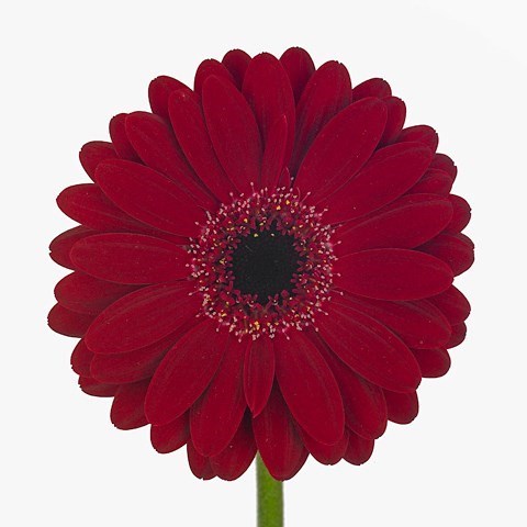 Germini Black Tie (Bunched)