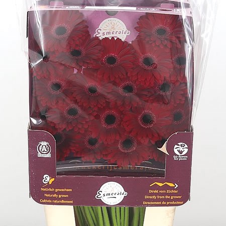 Germini Black Tie (Secure Packed)