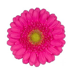 Germini Bono (Bunched)