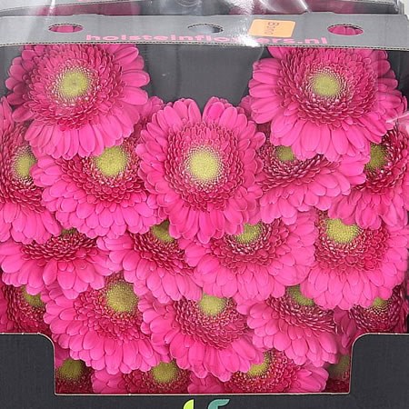 Germini Bono (Secure Boxed)
