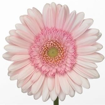 Germini Bridal Kimsey (Bunched)