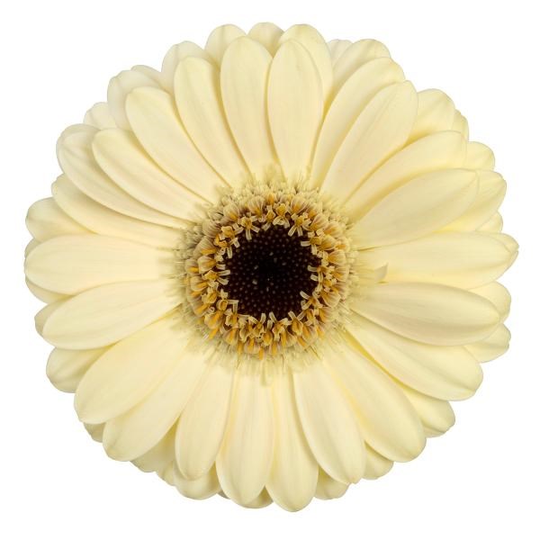 Germini Casillas (Bunched)