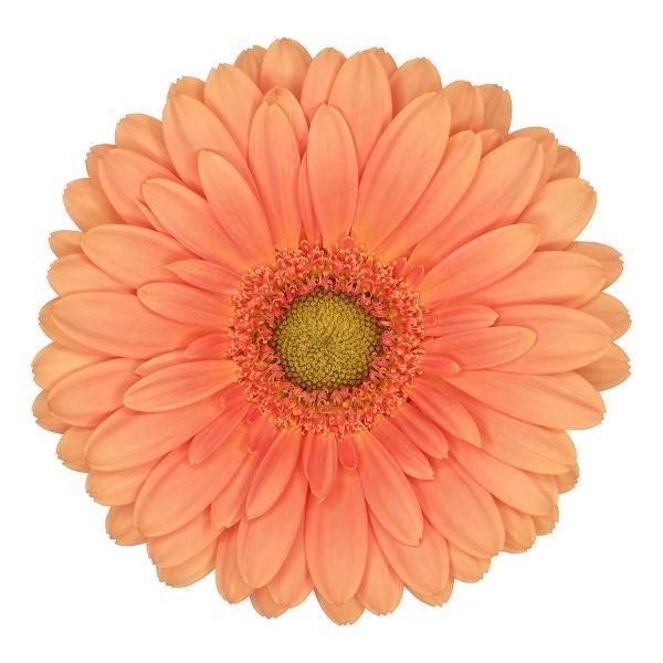 Germini Cava (Bunched)