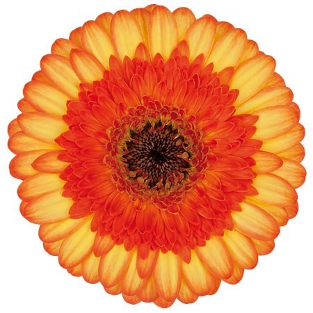 Germini Colori (Bunched)