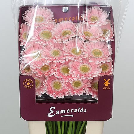 Germini Crespo (Secure Packed)