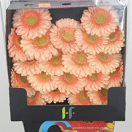 Germini Dalida (Secure Boxed)