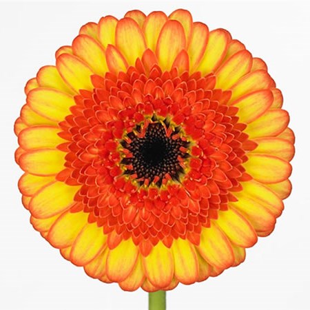 Germini Decora (Secure Boxed)