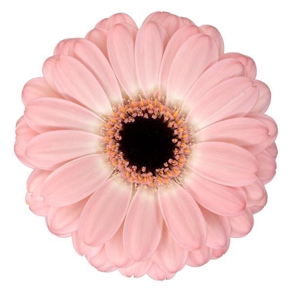 Germini Duet (Bunched)
