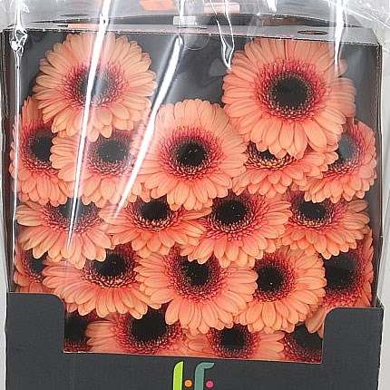 Germini Dusty (Secure Packed)