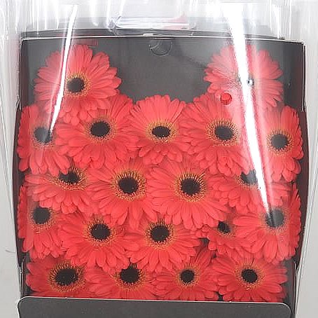 Germini Evelien (Secure Boxed)