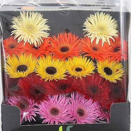 Germini Fireworx Mix (Secure Boxed)