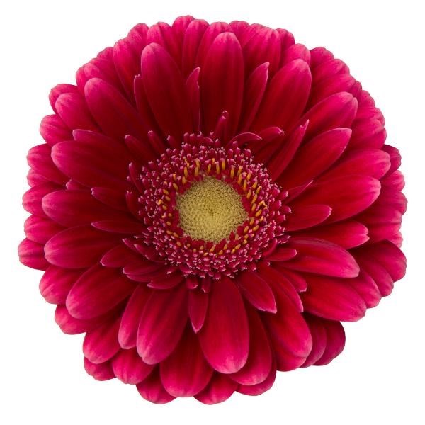 Germini Gabri (Secure Boxed)