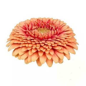 Germini Gerponi Zenna M (Bunched)