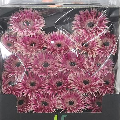 Germini Gerspider Cyta (Secure Boxed)