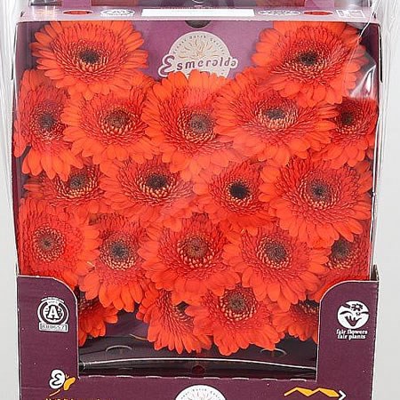 Germini Harley (Secure Packed)