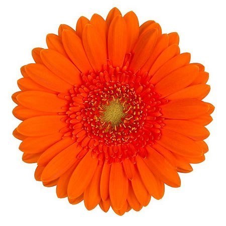 Germini Henry (Bunched)