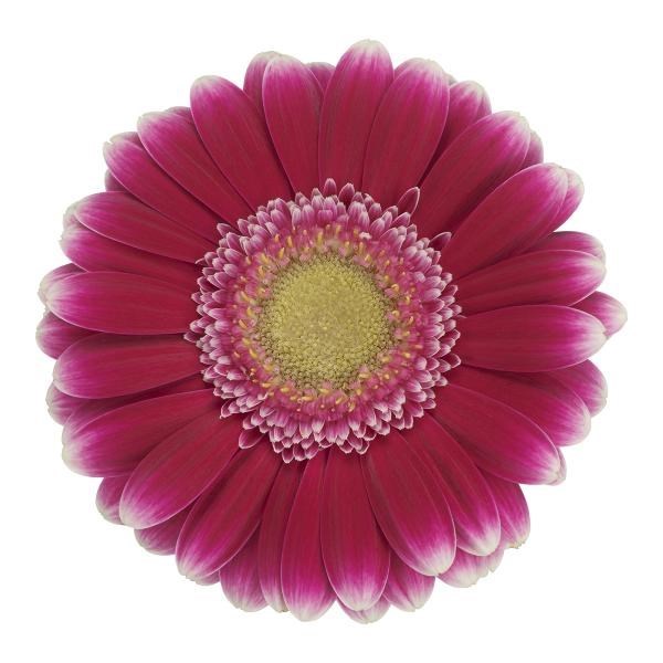 Germini Josie (Bunched)