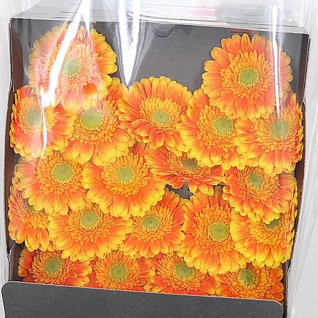 Germini Kadjar (Secure Boxed)